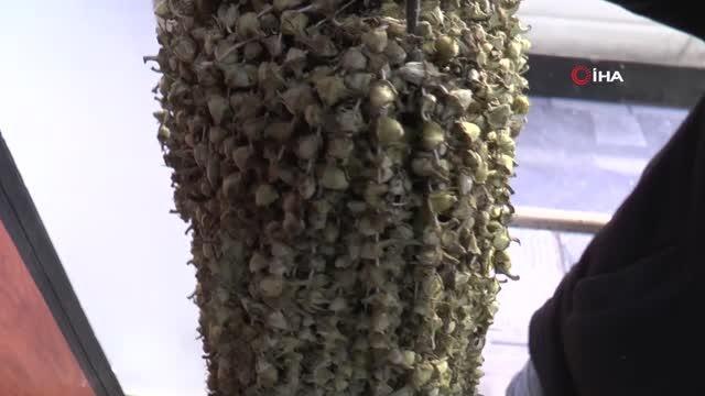 Kuru bamyanın kilosu 400 TL'den satılıyor