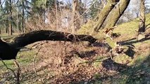 Vento a Milano, tanti alberi sradicati al parco Monte Stella: ferito il polmone di San Siro