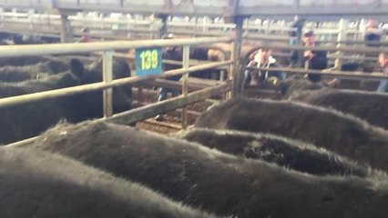 Stock & Land Leongatha store cattle sale July 4 2019