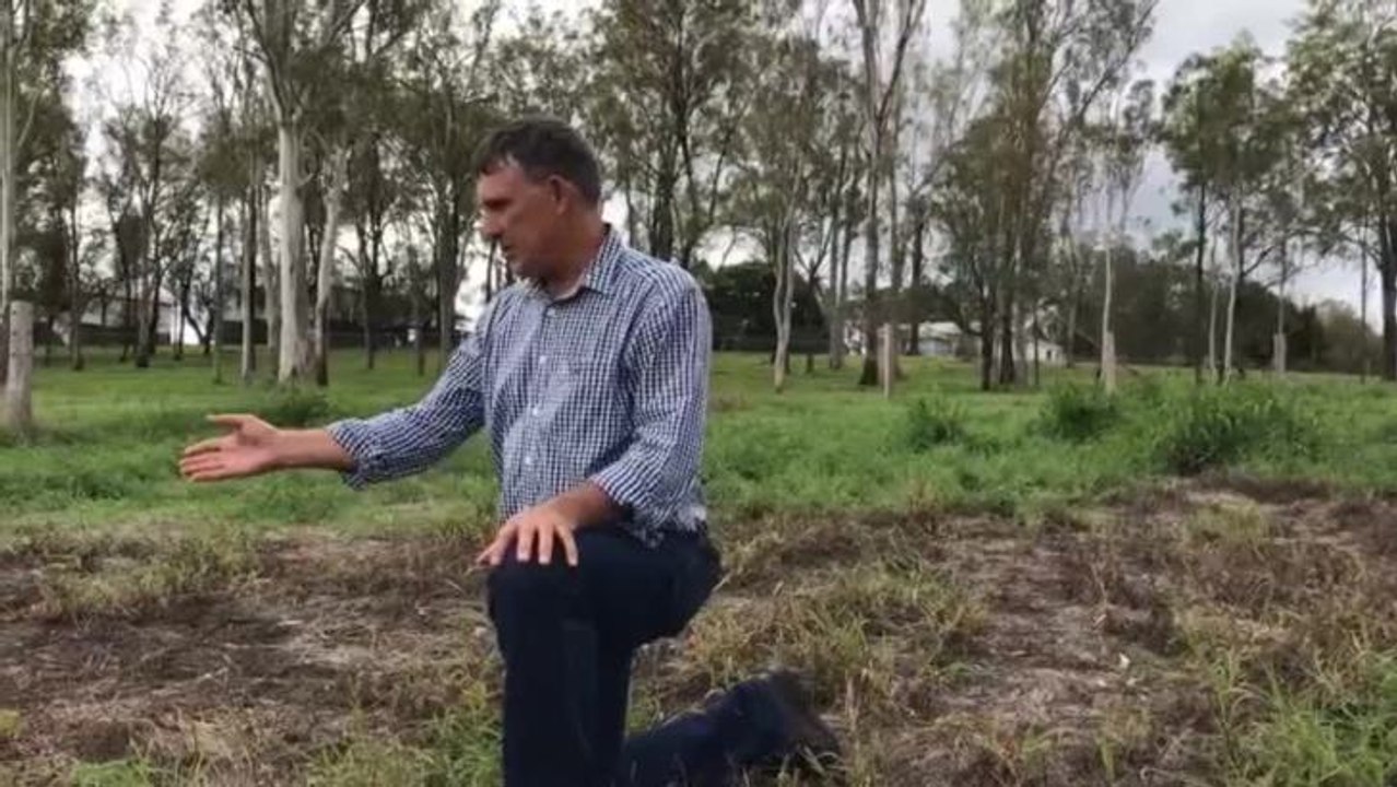 QCL- Pasture dieback