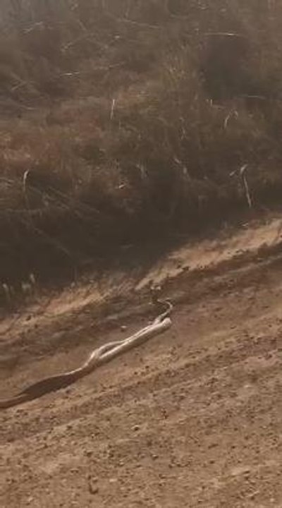 Brown snakes near Tamworth property Video: Cameron Simon