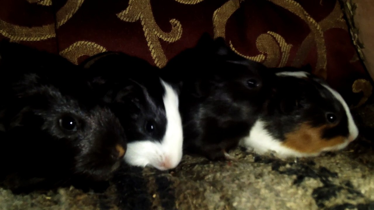 CAVIA PORCELLUS CLOVER PIXIE DAVID PIXIE CLOVER 102_8102