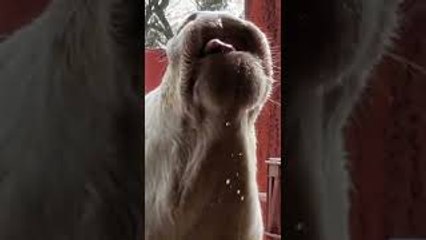 Cow Drinks Water Close Up