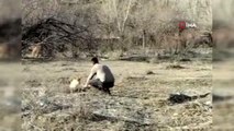 Aç kalan kurdu elleriyle besledi