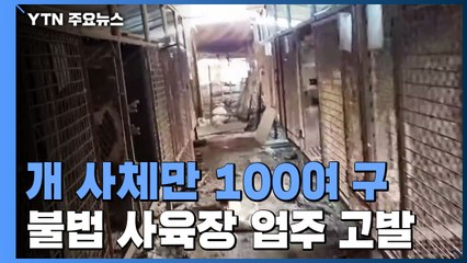 개 사체 100여 구 나뒹구는 불법 사육장 적발...업주 고발 / YTN