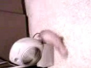 Zèzè en plein dlire