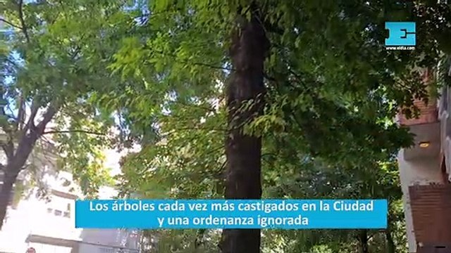 Los árboles cada vez más castigados en la Ciudad y una ordenanza ignorada
