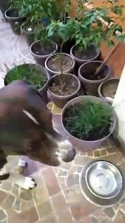 los perros comiendo en el patio sus croquetas de el sams club mascotas y animales de gran tamaño