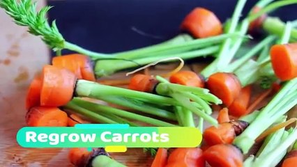 vegetables and herbs You Can Buy Once and Regrow Forever