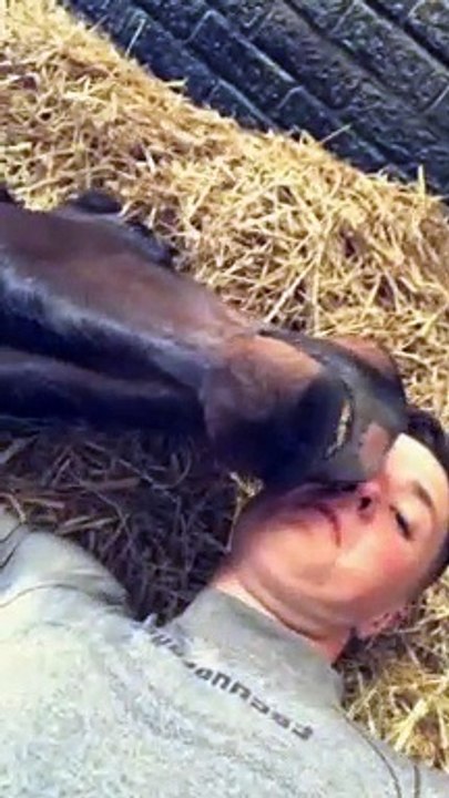 Cuddly Horse Gets Nippy