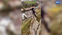 Ovelha é resgatada de um promontório no País de Gales