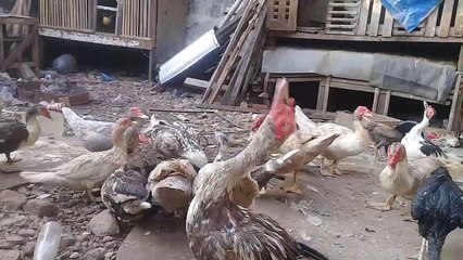 Aktifitas Entok disore hari , Persediaan makan dan minum harus selalu cukup