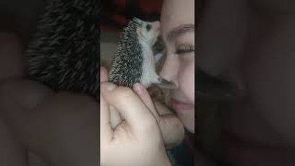 Cute Little Hedgehog is Addicted to Kisses