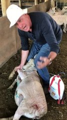 2019-11 Shearing Cuts