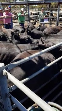 010219 Strathalbyn Florance steers