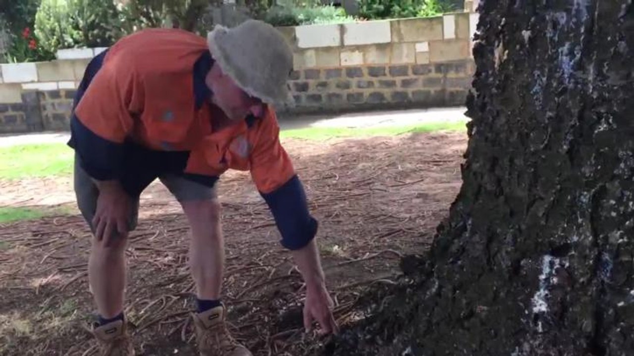 Anger over poisoned Norfolk pine