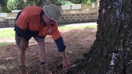 Anger over poisoned Norfolk pine