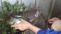 Injured koala drinking from a bowl of water.