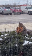 Squirrel Pulls Entire Cookie Out of Bush