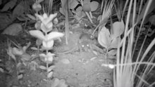 Claude the Dunnart on Kangaroo Island