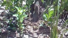 Goanna at Claude the dunnart's nest hole