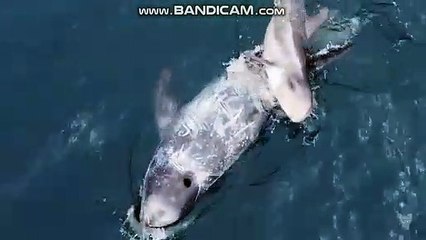 Baby whale  come out the sea water and play with her mother.