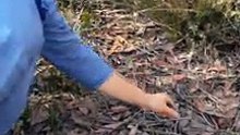 The release of a Kangaroo Island dunnart