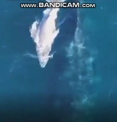 Albino blue whale baby