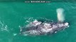 humpback baby whales come out the sea water