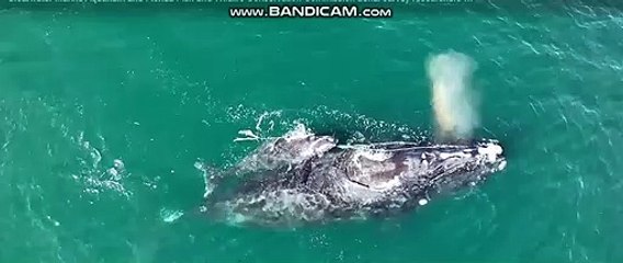 humpback baby whales come out the sea water