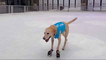 Meet Benny the Ice-Skating Dog