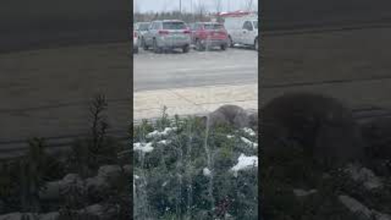 Squirrel Pulls Entire Cookie Out of Bush