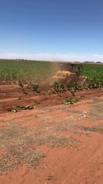 Kyalite crop destruction