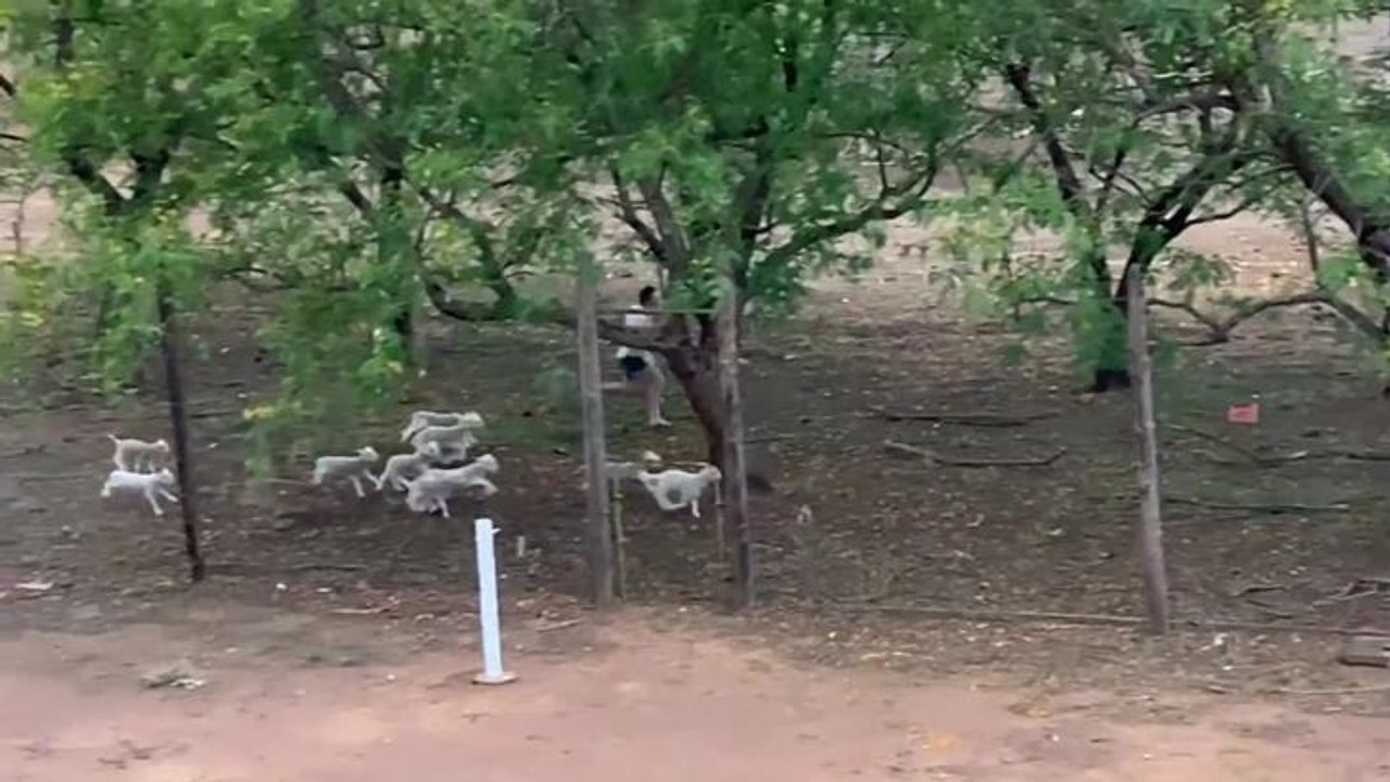 QCL: Poddy lambs
