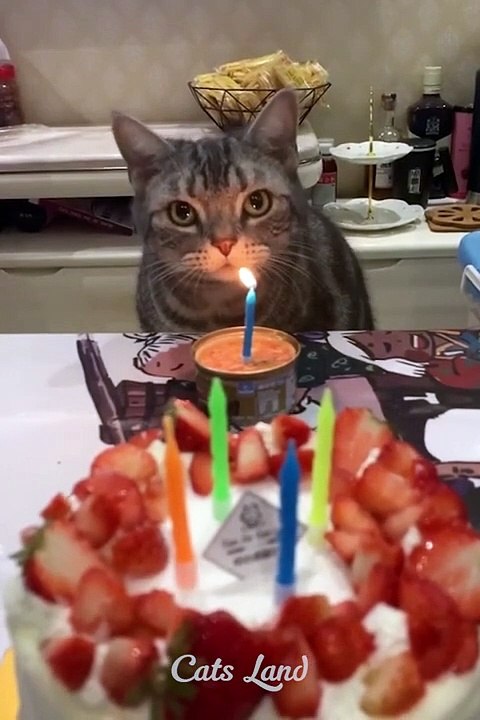 Video kucing lucu yang pernah ada 