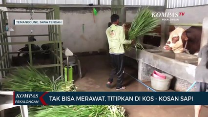 Tak ada Waktu Merawat Sapi, Titipkan di Kos-Kosan