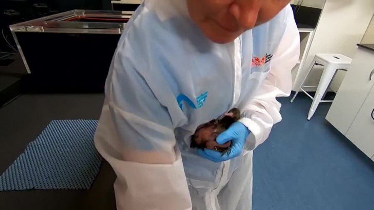 Watch a kiwi hatching