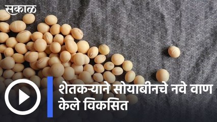 अधिक उत्पादकता आणि रोग प्रतिकारक्षम असणारी SBG-997 सोयाबीन व्हरायटी | Sakal Media |