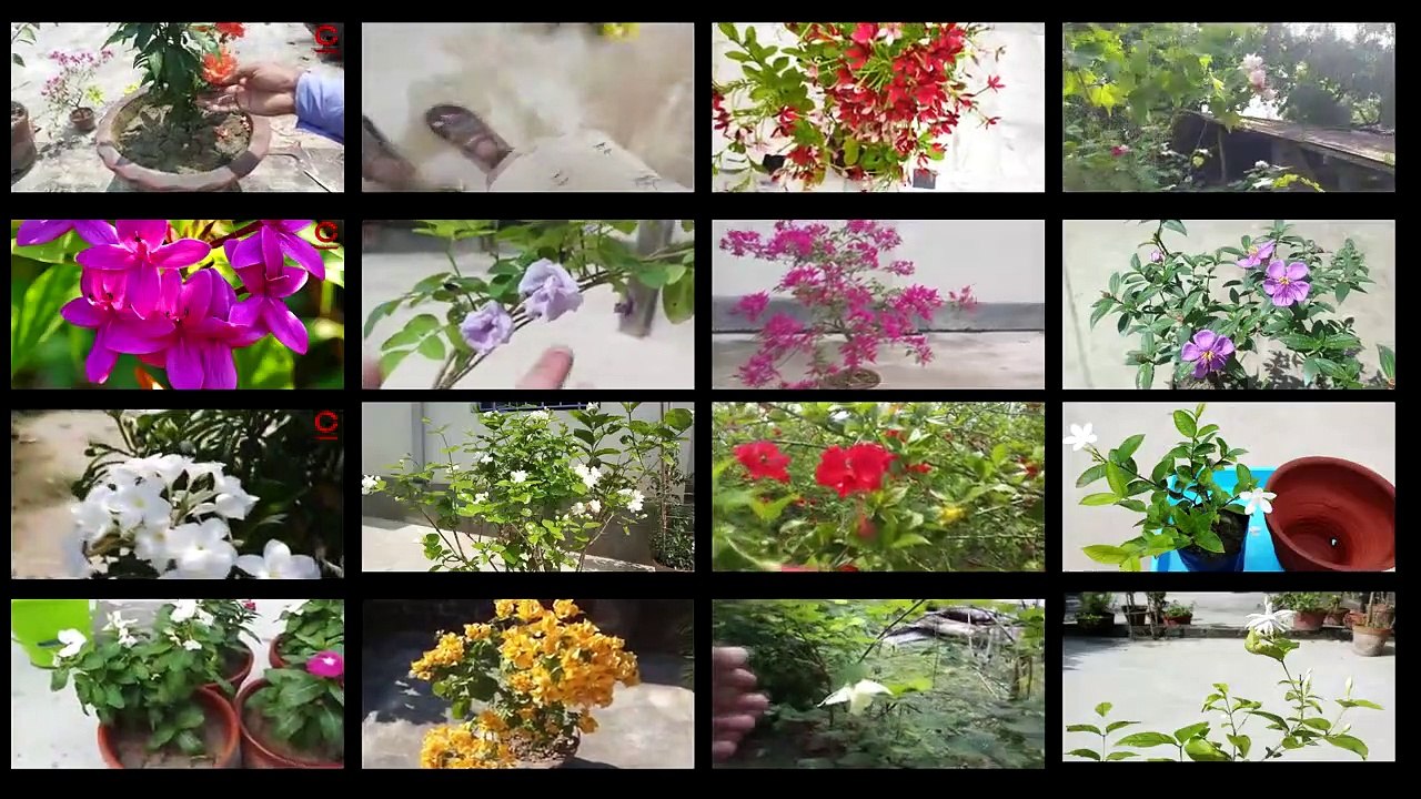 Best 28 Summer Flowers | গরমের ফুল |গরমের সেরা ফুল গাছ