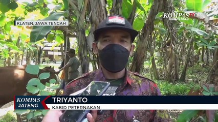 Cegah Penularan Antrax di Klaten, Ribuan Sapi Divaksinasi