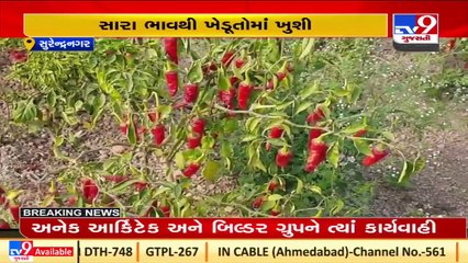 Farmers delighted after bumper crop of Chili and good rates, Surendranagar _ TV9News
