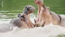 GEO Reportage - Les hippopotames de Pablo Escobar