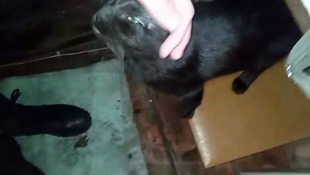 My favorite black cat