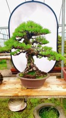 Clip bonsai tree 2022