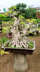 Love bonsai tree 2022