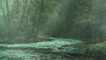The rain in the swamp Rainforest in the desolate forest - Beautiful landscape in the rainforest