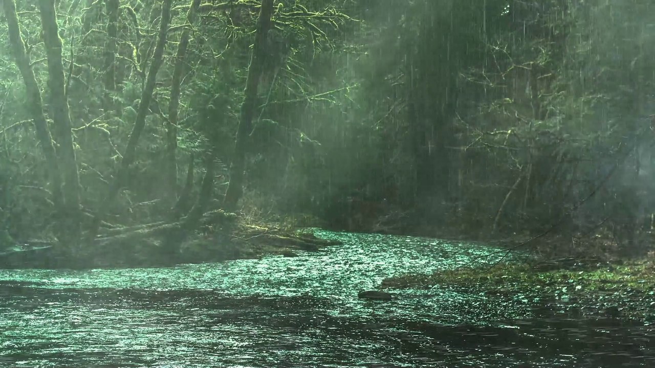 The rain in the swamp Rainforest in the desolate forest - Beautiful landscape in the rainforest