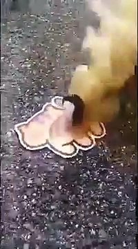 Les tireurs de feu d'artifices créent des nouveautés étonnantes