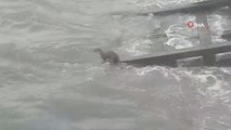 Kuşadası sahillerinde tatlı su samuru görüldü