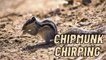 Cute Chipmunk Chirping Sounds Video | What Sound Does A Chipmunk Make By Kingdom Of Awais